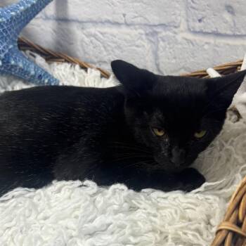 Onyx -  Domestic Short Hair Cat for Adoption in Harrisonburg, Virginia - Onyx | PetCurious