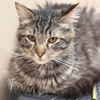 Domestic Short Hair and Tiger Cats Available for Adoption - Lugia | PetCurious