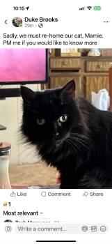 Rescue Domestic Long Hair Cats for Adoption in Kirkwood, Delaware - Mamie | PetCurious
