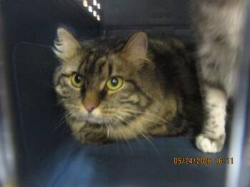Domestic Long Hair Cats Available for Adoption in Marietta, Georgia - Diamond(608) | PetCurious