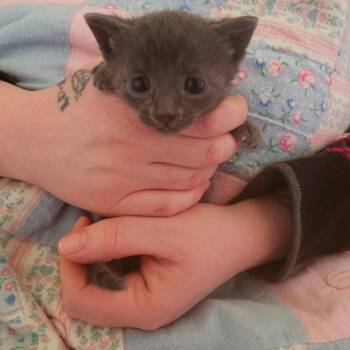 Domestic Short Hair Cats Available for Adoption in Ferndale, Washington - Prince - Blue | PetCurious