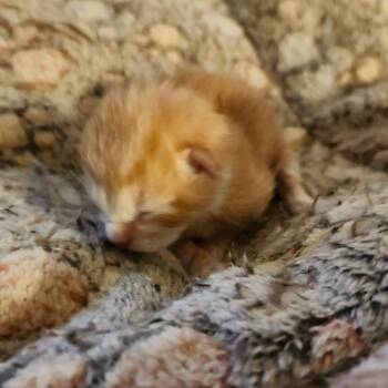 Cupid -  Domestic Short Hair Cat for Adoption in Hanna City, Illinois - Cupid | PetCurious