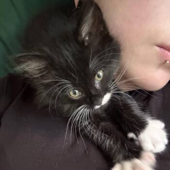 Olivia and Sabrina -  Domestic Long Hair Cat for Adoption in Seattle, Washington - Olivia And Sabrina | PetCurious