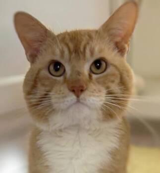 Colby Jack 460-26 -  Domestic Short Hair Cat for Adoption in Cumming, Georgia - Colby Jack 460-26 | PetCurious