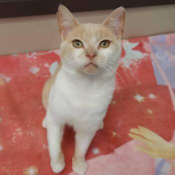 Kenny -  Domestic Short Hair Cat for Adoption in Marshfield, Wisconsin - Kenny | PetCurious