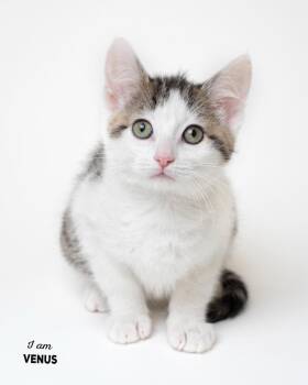 Venus -  Domestic Short Hair Cat for Adoption in Boone, Iowa - Venus | PetCurious