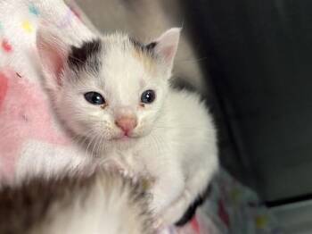 RAPUNZEL -  Domestic Short Hair Cat for Adoption in Dallas, Texas - RAPUNZEL | PetCurious