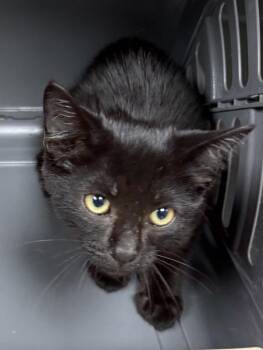 Nf26 Benny -  Domestic Short Hair Cat for Adoption in Lawrenceville, Georgia - Nf26 Benny | PetCurious