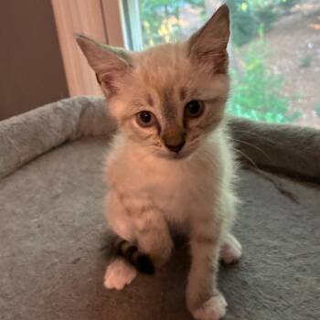 Jordy -  Siamese and Domestic Short Hair Cat for Adoption in Cumming, Georgia - Jordy | PetCurious