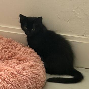 Iris -  Domestic Short Hair Cat for Adoption in West Palm Beach, Florida - Iris | PetCurious