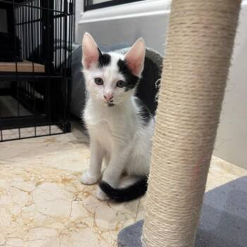 Houston -  Domestic Short Hair Cat for Adoption in Fort Lauderdale, Florida - Houston | PetCurious