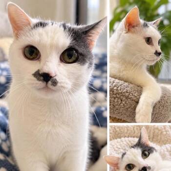 Dinks Cat OS NV -  Domestic Short Hair Cat for Adoption in Las Vegas, Nevada - Dinks Cat OS NV | PetCurious