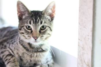 Yodel -  Domestic Short Hair Cat Available for Adoption in Hot Springs, Arkansas - Yodel | PetCurious