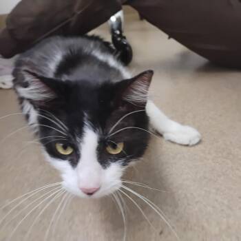 Domestic Medium Hair Cats Available for Adoption in Corpus Christi, Texas - Po | PetCurious