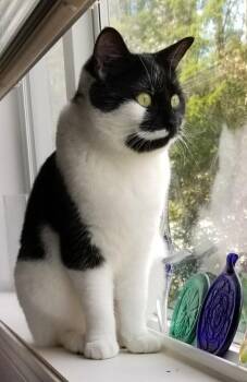 Domestic Short Hair Cats Available for Adoption in Anacortes, Washington - Lisbet | PetCurious