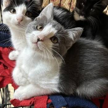 Kyoto -  Domestic Short Hair Cat for Adoption in Merriam, Kansas - Kyoto | PetCurious