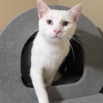 Russell -  Domestic Short Hair Cat for Adoption in Brownsboro, Alabama - Russell | PetCurious