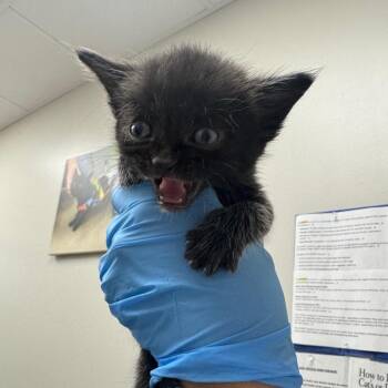 Archie -  Domestic Short Hair Cat for Adoption in Columbiana, Alabama - Archie | PetCurious