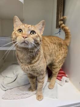Pajama Clam -  Domestic Short Hair Cat for Adoption in Bellingham, Washington - Pajama Clam | PetCurious