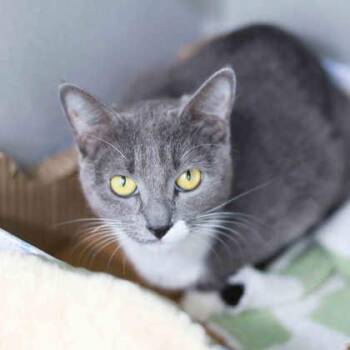 Domestic Short Hair Cats Available for Adoption in Atlanta, Georgia - Charlene | PetCurious