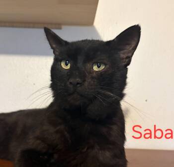 Saba -  Domestic Short Hair Cat for Adoption in Las Cruces, New Mexico - Saba | PetCurious