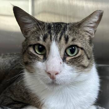 Rupert From Family Guy -  Domestic Short Hair Cat for Adoption in Austin, Texas - Rupert From Family Guy | PetCurious
