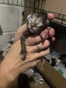 Rescue Domestic Short Hair Cats for Adoption in Emerald Isle, North Carolina - Apple Dumpling | PetCurious