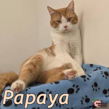 Domestic Short Hair Cats Available for Adoption - Papaya | PetCurious