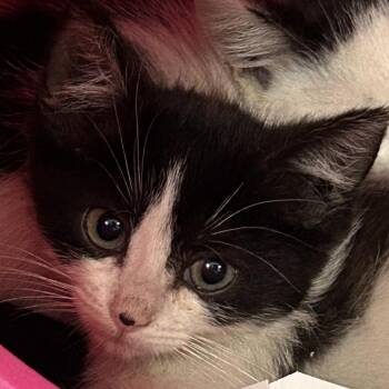 Branch -  Domestic Short Hair Cat for Adoption in Salt Lake City, Utah - Branch | PetCurious