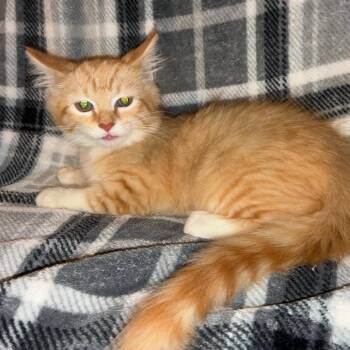 Soos -  Domestic Short Hair Cat for Adoption in Parkersburg, West Virginia - Soos | PetCurious