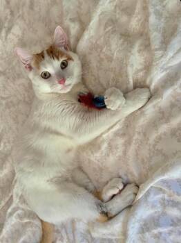 Vito -  Domestic Short Hair Cat for Adoption in Chicago, Illinois - Vito | PetCurious