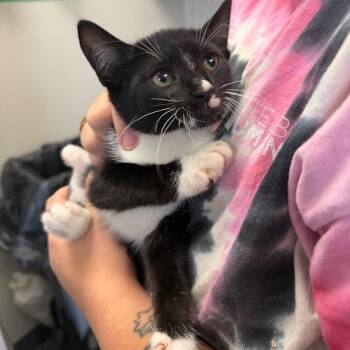 Domestic Short Hair Cats Available for Adoption in Columbiana, Alabama - Cersei | PetCurious