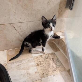 Spud -  Domestic Short Hair Cat for Adoption in Fort Lauderdale, Florida - Spud | PetCurious