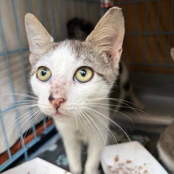 Chester -  Domestic Short Hair Cat for Adoption in New York, New York - Chester | PetCurious