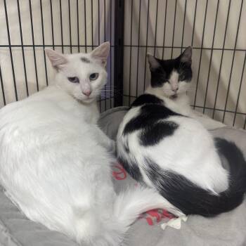 Riesling (& Syrah) -  Domestic Short Hair Cat for Adoption in Mount Laurel Township, New Jersey - Riesling (& Syrah) | PetCurious