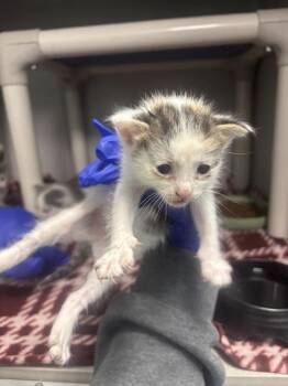 Domestic Short Hair Cats Available for Adoption in Dallas, Texas - ZORO | PetCurious