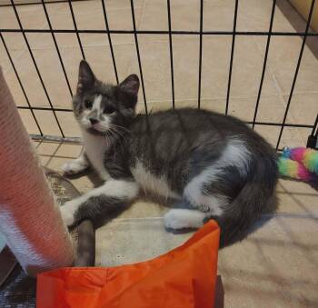 Magalie -  Domestic Short Hair Cat for Adoption in Delson, Quebec - Magalie | PetCurious