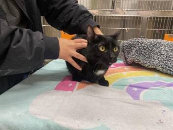 MAZEY -  Domestic Short Hair Cat for Adoption in Grand Prairie, Texas - MAZEY | PetCurious