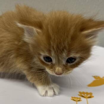 Habanero -  Domestic Short Hair Cat for Adoption in Tampa, Florida - Habanero | PetCurious
