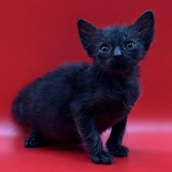 Mamamia -  Domestic Medium Hair Cat for Adoption in Los Angeles, California - Mamamia | PetCurious