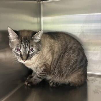 Anakin Skywalker -  Domestic Short Hair Cat for Adoption in Corbin, Kentucky - Anakin Skywalker | PetCurious
