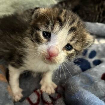 Domestic Short Hair Cats Available for Adoption - Ravioli | PetCurious