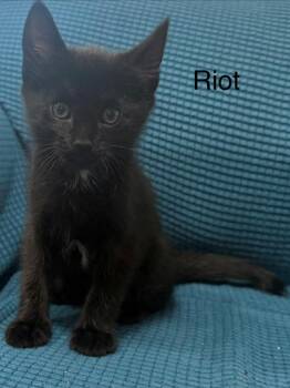Riot -  Domestic Short Hair Cat for Adoption in Thompson Falls, Montana - Riot | PetCurious