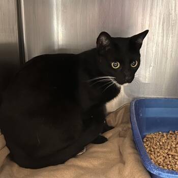 Caspian -  Domestic Short Hair Cat Available for Adoption in Galveston, Texas - Caspian | PetCurious