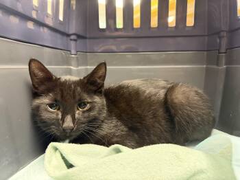 Reggie -  Domestic Short Hair Cat for Adoption in Hudson, New York - Reggie | PetCurious