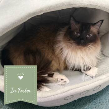 Revan -  Ragdoll Cat for Adoption in Chico, California - Revan | PetCurious