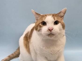 Teriyaki -  Domestic Short Hair Cat for Adoption in Woodbury, Minnesota - Teriyaki | PetCurious