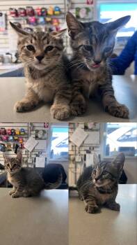 Susy and Sassy (adoptable together or separate) -  Domestic Short Hair Cat for Adoption in Audubon Park, Kentucky - Susy And Sassy (adoptable Together Or Separate) | PetCurious