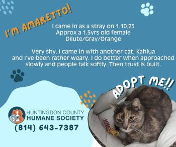 Domestic Short Hair Cats Available for Adoption - Amaretto | PetCurious