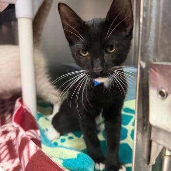 Batman -  Domestic Short Hair Cat for Adoption in Lakeland, Florida - Batman | PetCurious
